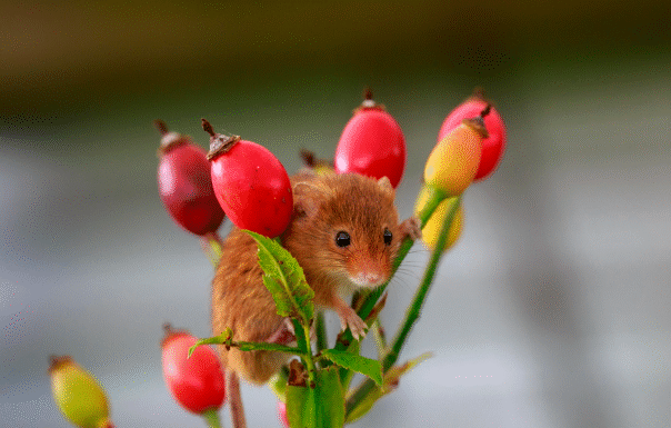 Мышь: Серый Кардинал Подземного Мира. Удивительные факты, символика и способности самого скрытного грызуна