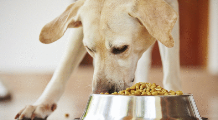 Как выбрать корм для собаки: руководство для ответственного владельца