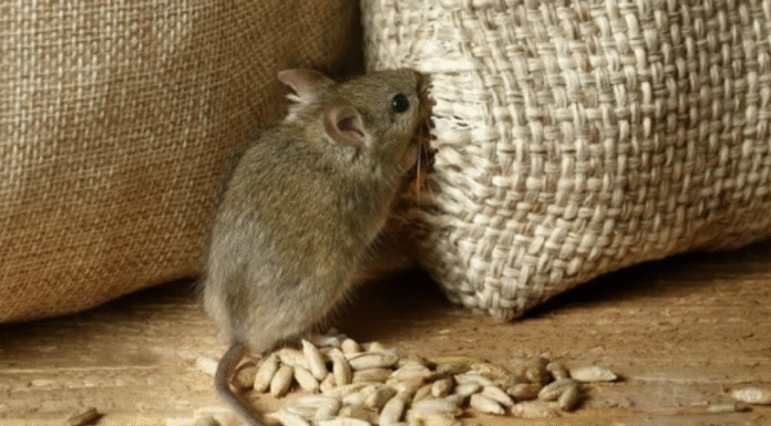 Таинственный мир ночных видений: что скрывает образ мыши?